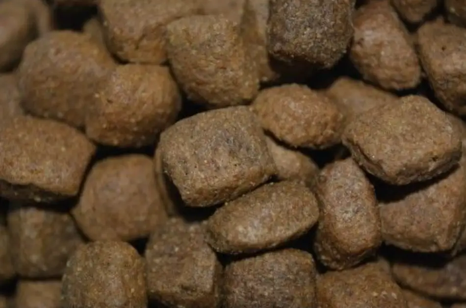 Winner Plus Adult - Image 2