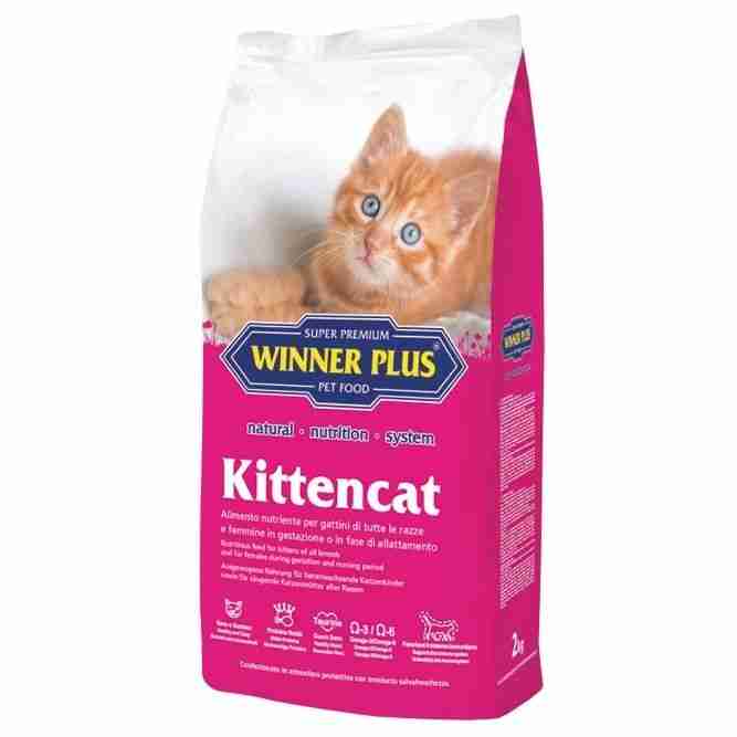 Winner Plus Kittencat
